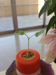 本葉