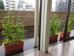 雨ゴーヤー