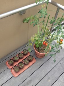 ミニトマト