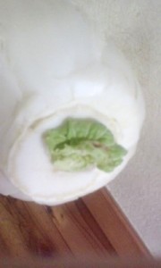 白菜1