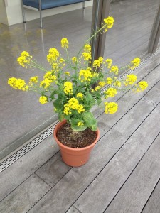 菜の花-1