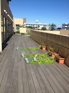 地這いゴーヤ