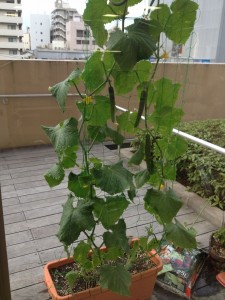 きゅうり