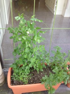 きぬさや