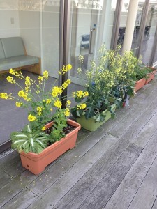 菜の花2