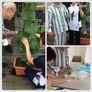キュウリ収穫