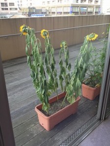 しょぼーん