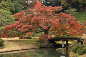 写真部六義園3