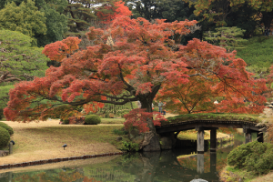 写真部六義園３