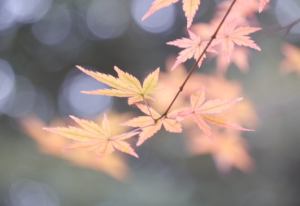 写真部六義園1